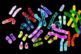 Где находятся линейные хромосомы